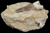 Fossil Plesiosaur (Zarafasaura) Tooth - Morocco #70299-2